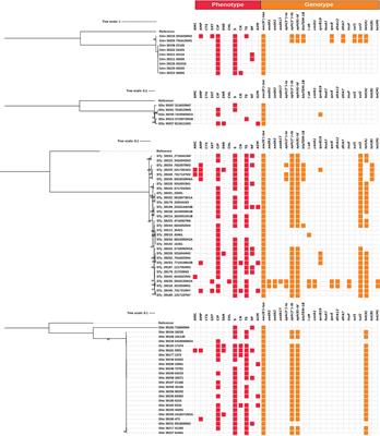 Phenotypic and genotypic survey of antibiotic resistance in Salmonella enterica isolates from dairy farms in Uruguay